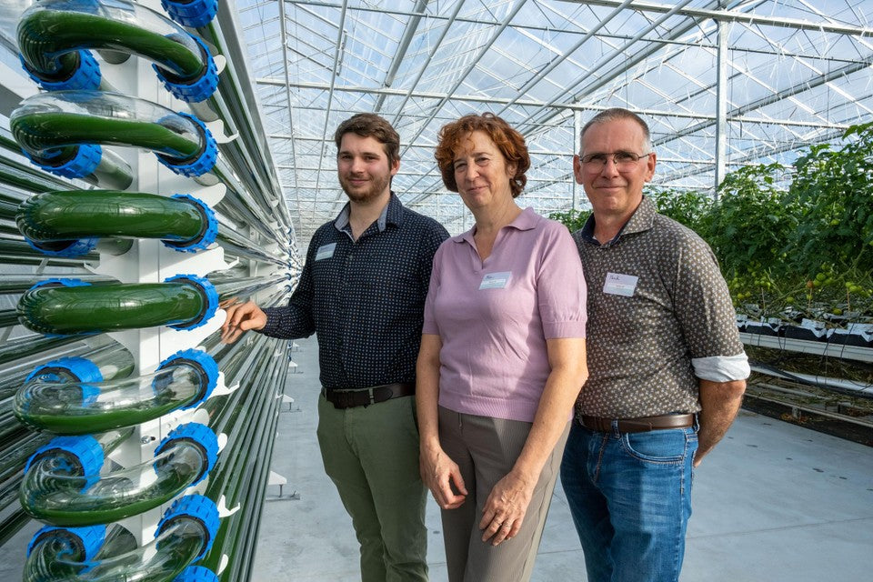 Rijtak haalt het nieuws met innovatieve spirulinakweek in Sint-Katelijne-Waver